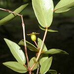 Psidium salutare Fruto