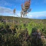 Rumex abyssinicus Hábito