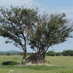 Sclerocarya birrea Лист