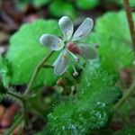 Saxifraga hirsuta Flor