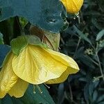 Abutilon spp. Blodyn