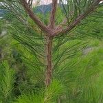 Pinus glabra Кара