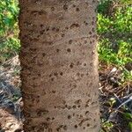 Pandanus utilis Bark