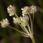 Oenanthe lachenalii Fleur