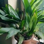 Aspidistra lurida List