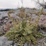 Verbascum undulatum Habit