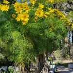 Coreopsis gigantea Blodyn