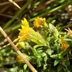 Parastrephia lucida Flors