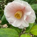 Camellia sasanquaFlower