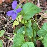 Viola reichenbachiana Hábitos