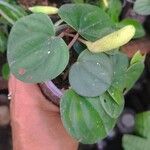 Peperomia urocarpa 葉