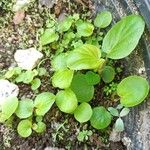 Begonia cucullata 葉