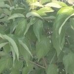 Cornus drummondii ഇല