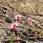 Polygala amboniensis Hábito