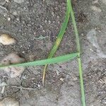 Bromus commutatus Leaf