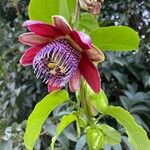 Passiflora alata Fiore