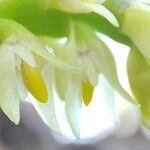Bulbophyllum humblotii