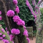 Cercis canadensisFlower