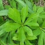 Sanicula canadensis Feuille