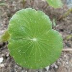 Hydrocotyle verticillata Lubje