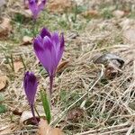 Crocus heuffelianus Flower