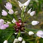 Allium roseumBlomma