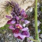 Pueraria montana Flower