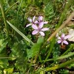 Erodium cicutariumΛουλούδι