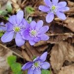 Anemone hepaticaBlomst