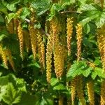 Ribes magellanicum Flor