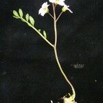 Cardamine loxostemonoides Συνήθη χαρακτηριστικά