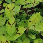 Persicaria virginiana Hoja