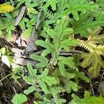 Selaginella concinna Hoja