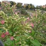 Nicotiana tabacum 花