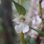 Dendrobium taeniocaule