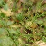 Equisetum sylvaticum Blatt