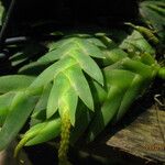 Oberonia disticha Leaf
