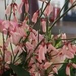 Retama raetam Fleur