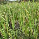 Typha orientalis Habit