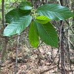 Frangula caroliniana Leaf