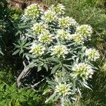 Echium brevirame Flower