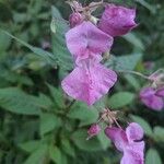 Impatiens glanduliferaЦветок