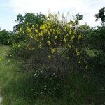 Spartium junceum Habitat