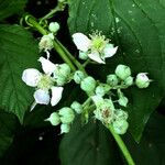 Rubus scaber Fleur