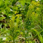 Barbarea stricta Leaf