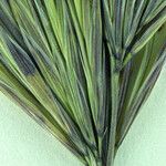 Bromus rubens Leaf