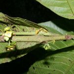 Siparuna pauciflora