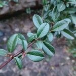 Cotoneaster cochleatus Yaprak