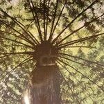 Dicksonia antarctica 整株植物
