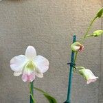 Dendrobium bigibbum Flower